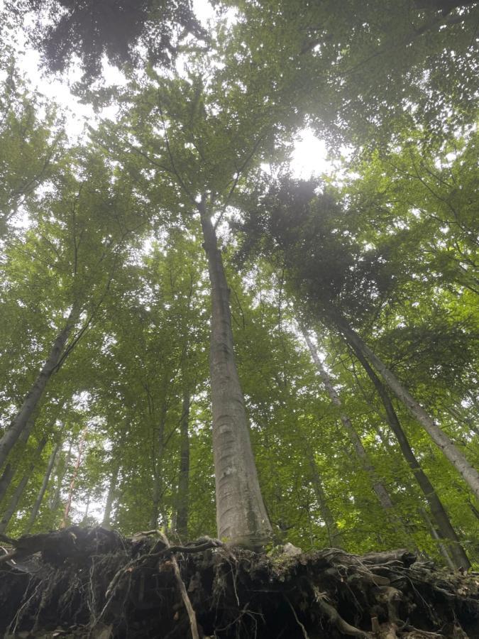 Romantyczna Chatka Pisarzowice  Luaran gambar