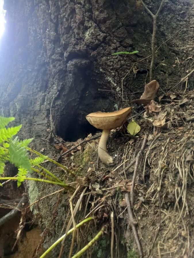 Romantyczna Chatka Pisarzowice  Luaran gambar